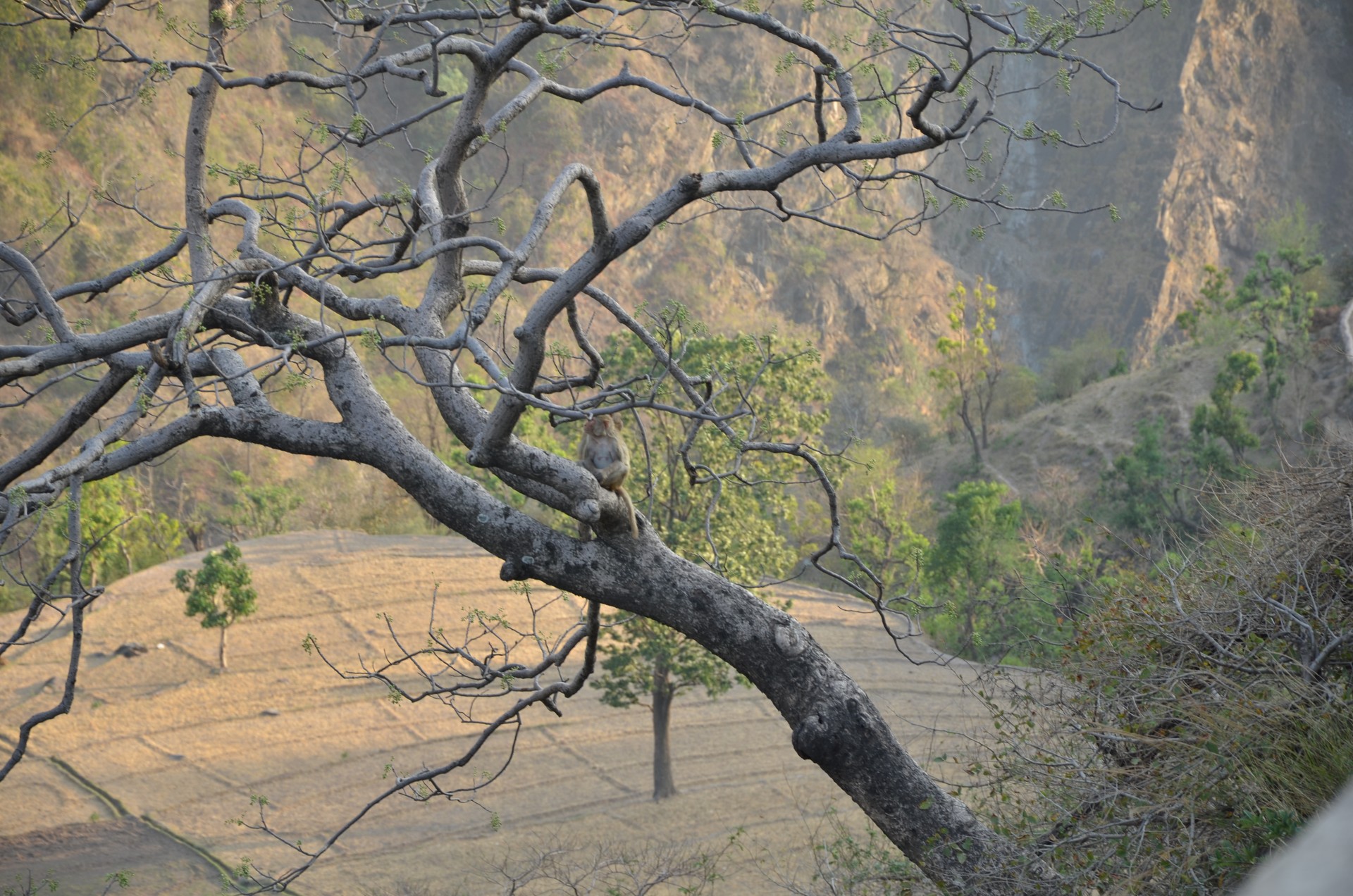 Kasauli 2 cover